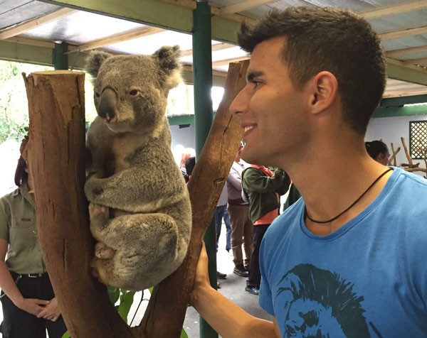 Koala sydney